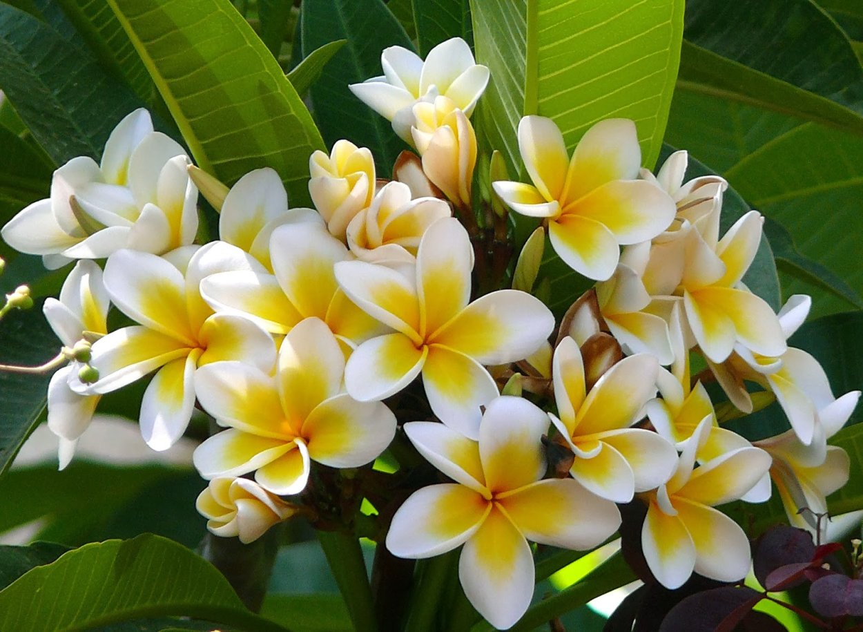 Plumeria Alba дерево