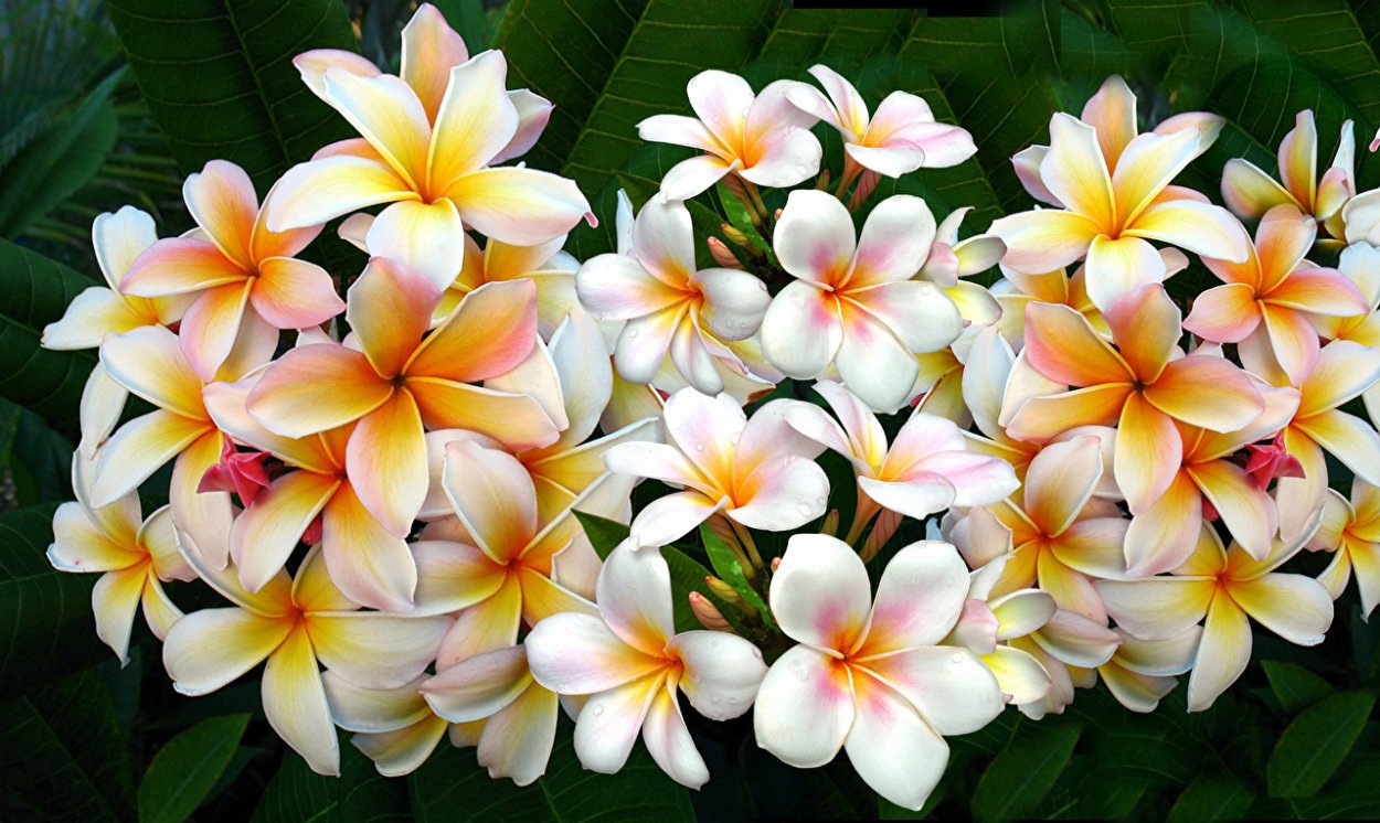 Цветы Плюмерия Франжипани