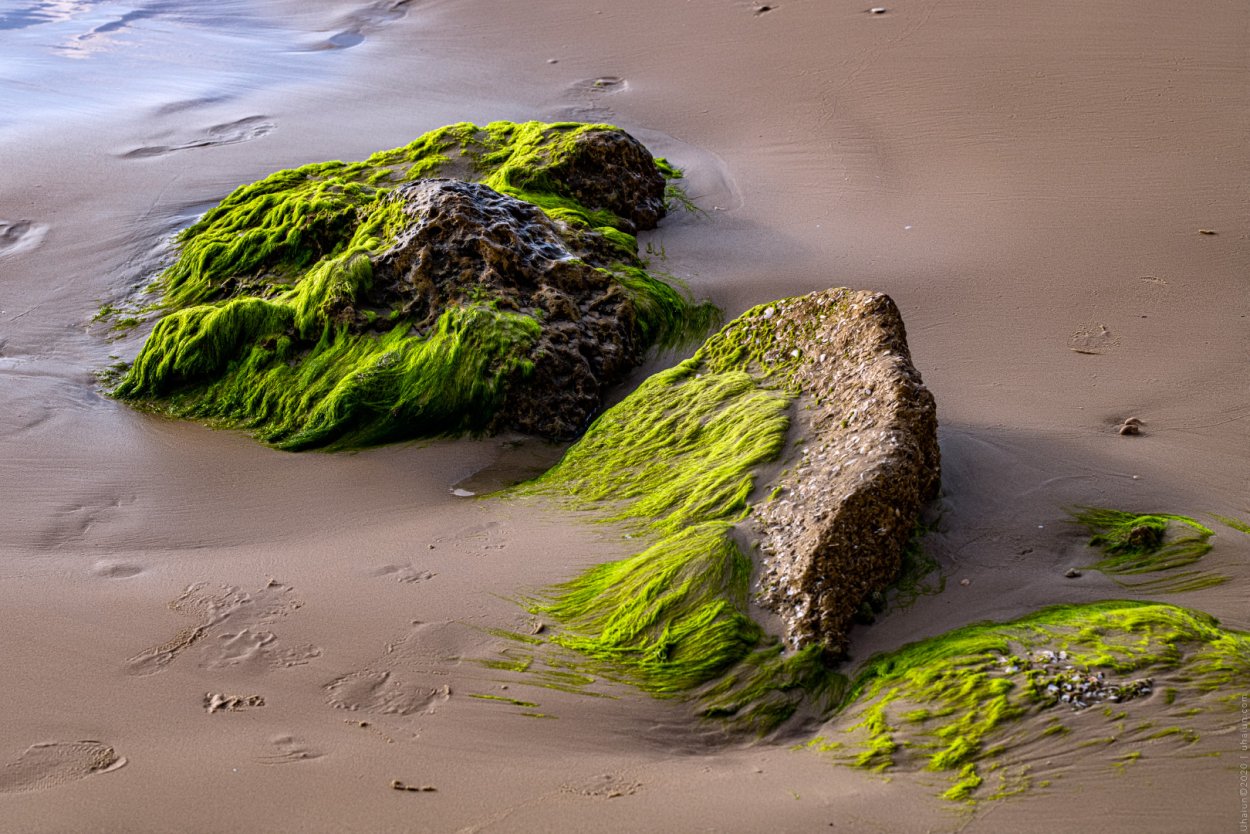 Келп водоросли