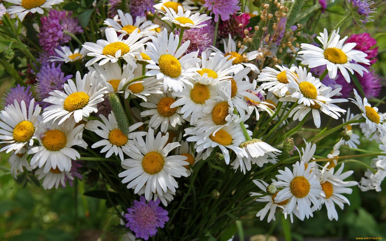 Красивые полевые ромашки