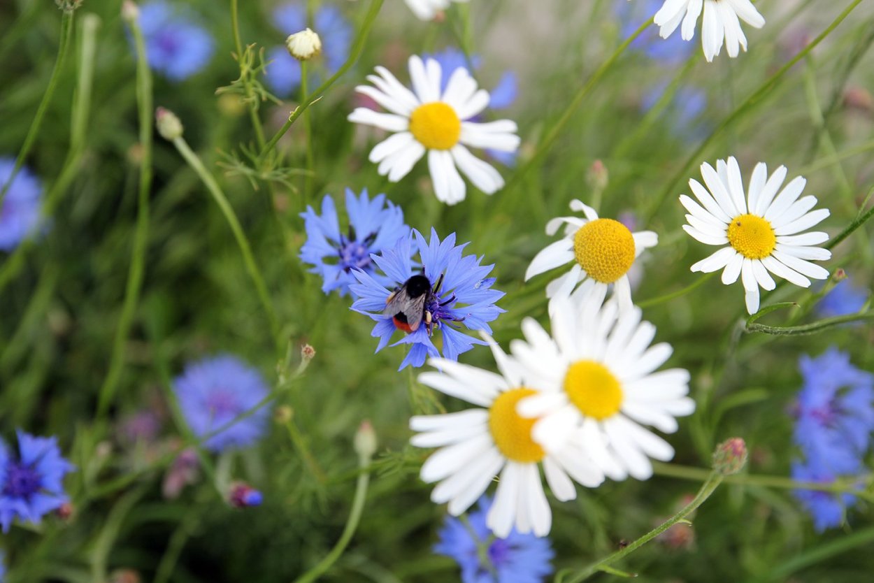 Ромашки с васильками