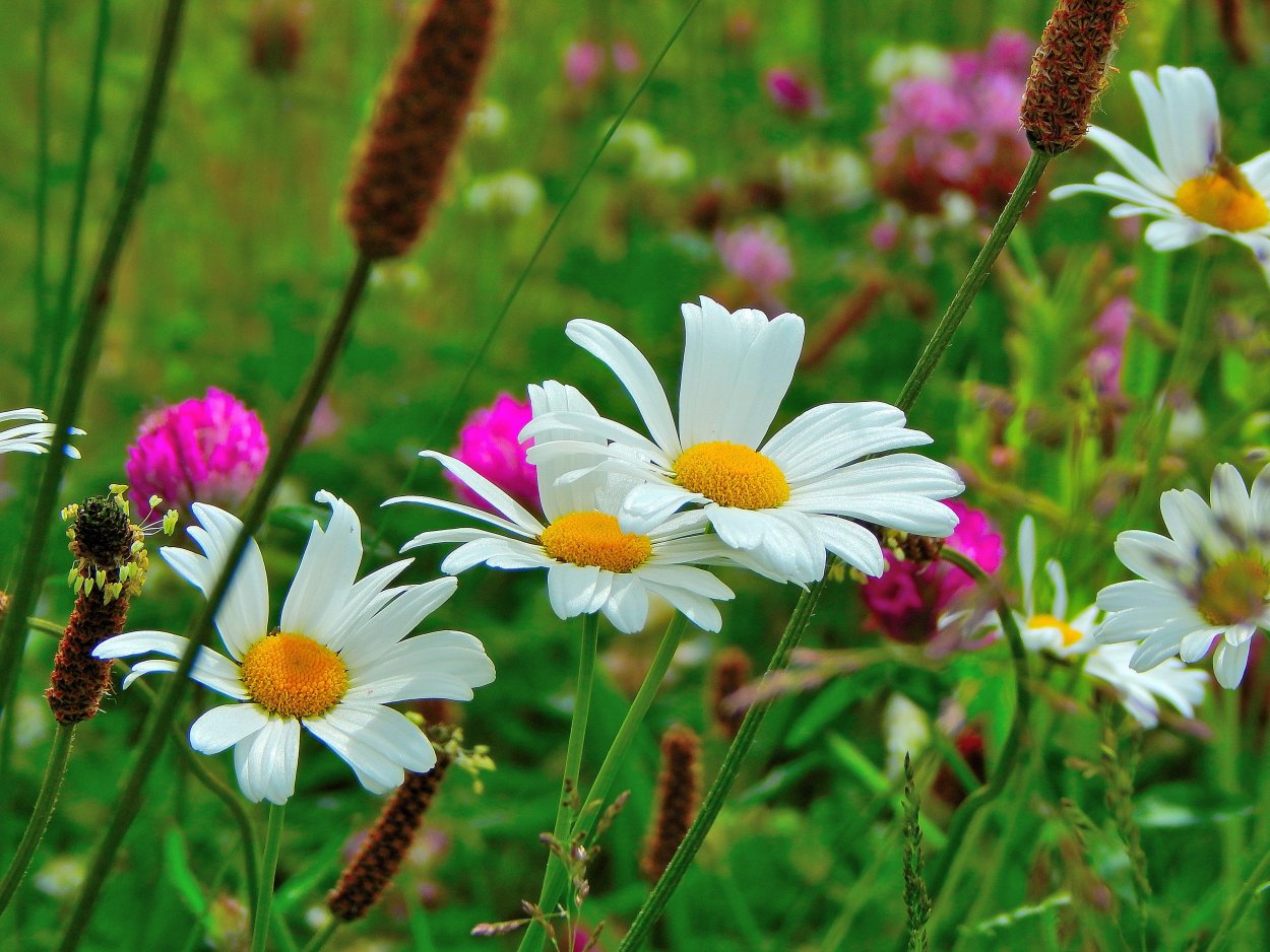 Полевые цветы