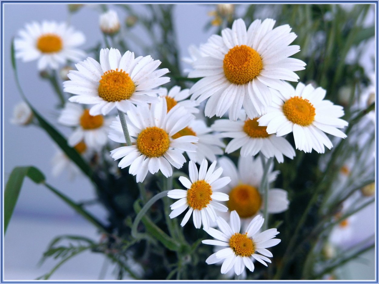 Полевые цветы ромашки