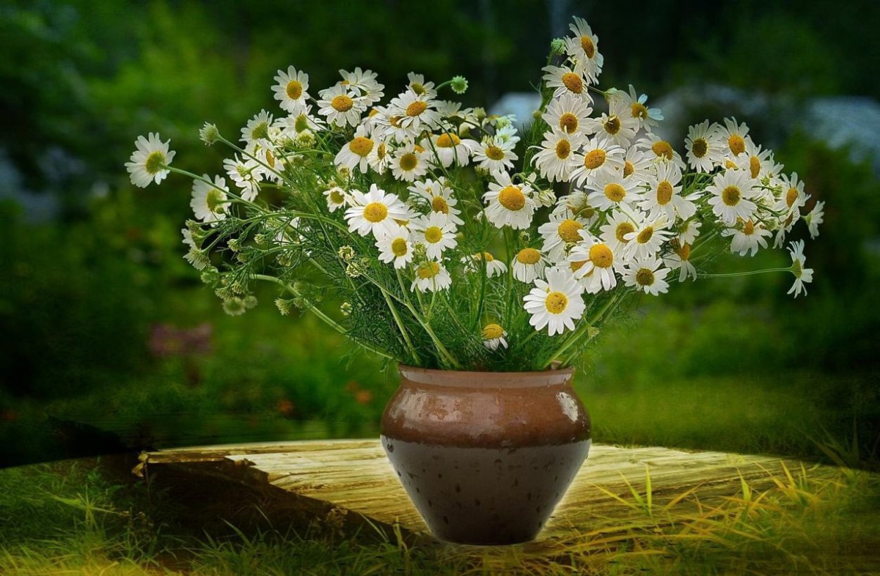 Букет ромашек