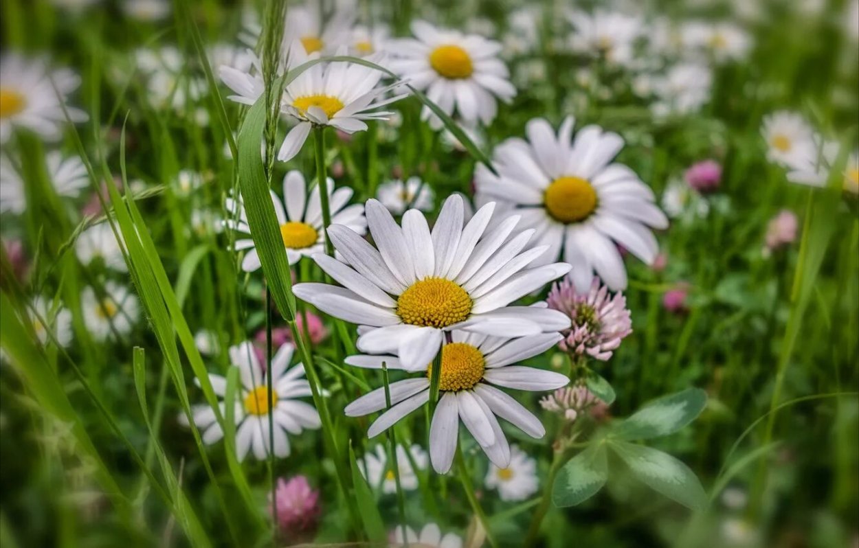 Поле сиромашками и клевером
