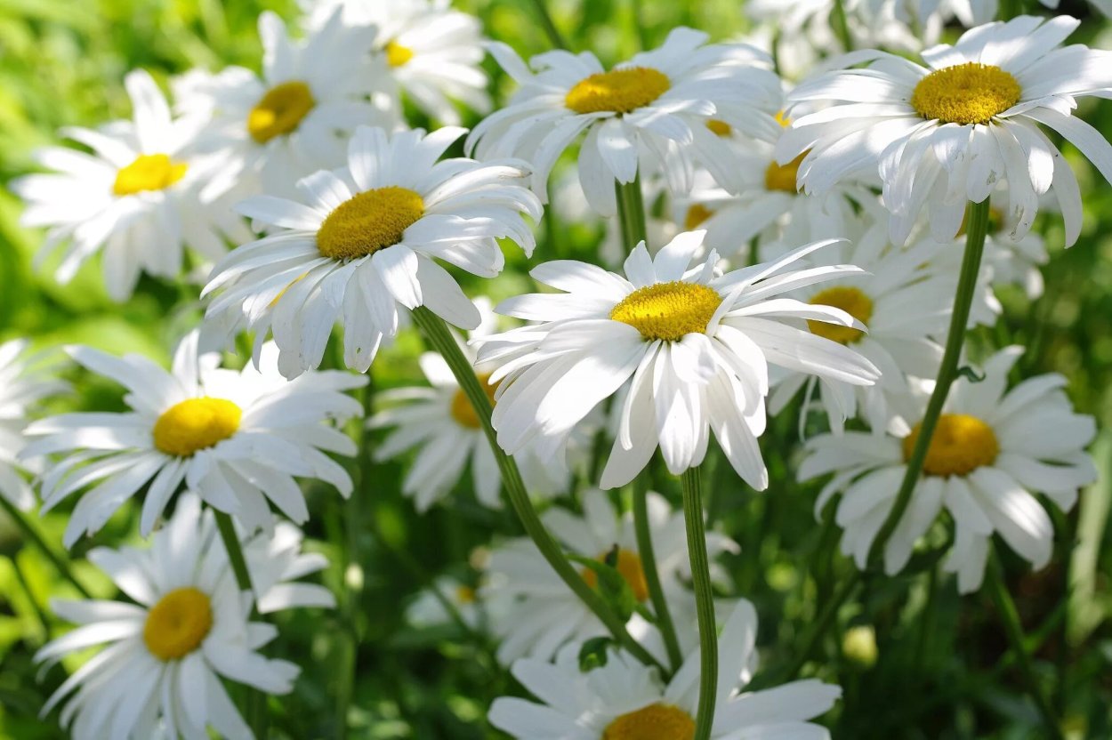 Ромашки на лугу