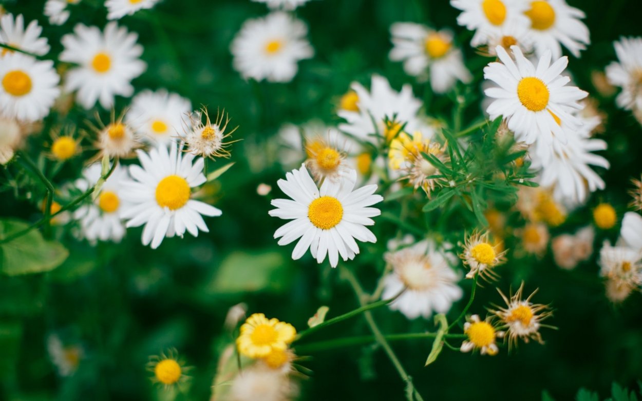 Ромашка цветы