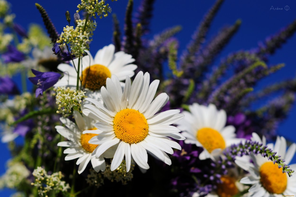 Лето картинки