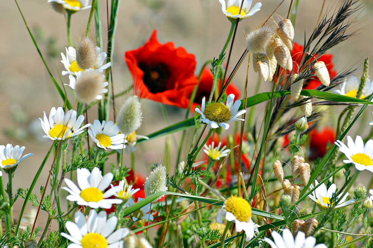 Поле маков и ромашек