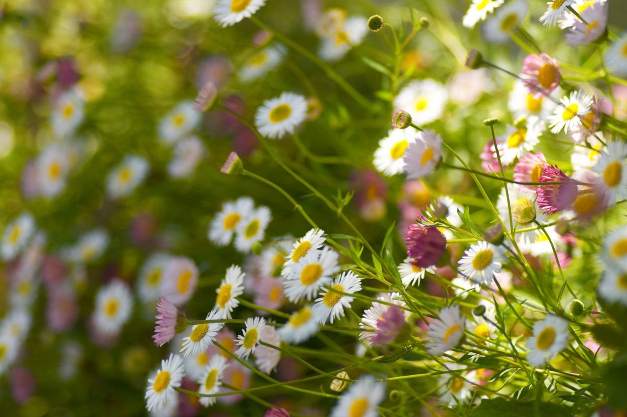 Ромашка цветы