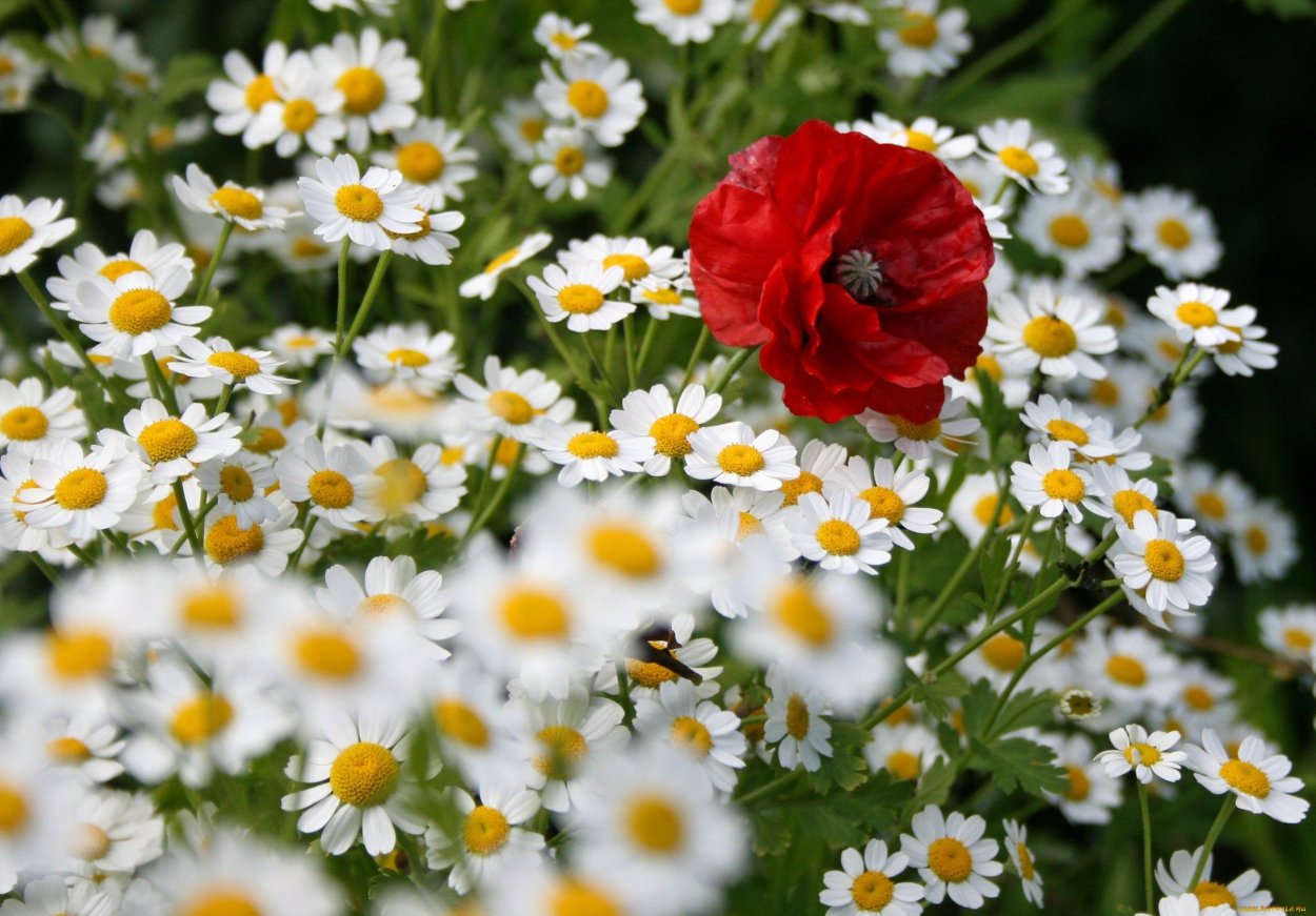 Фото ромашек высокого качества