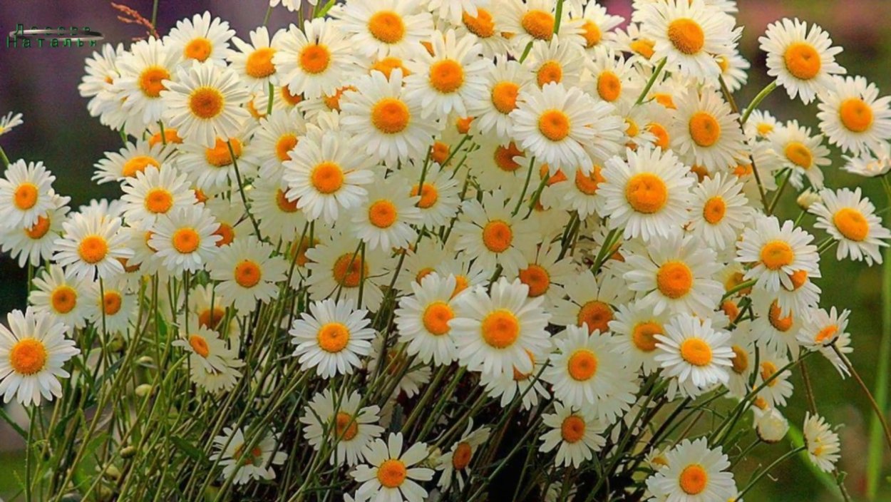 Чудесные ромашки