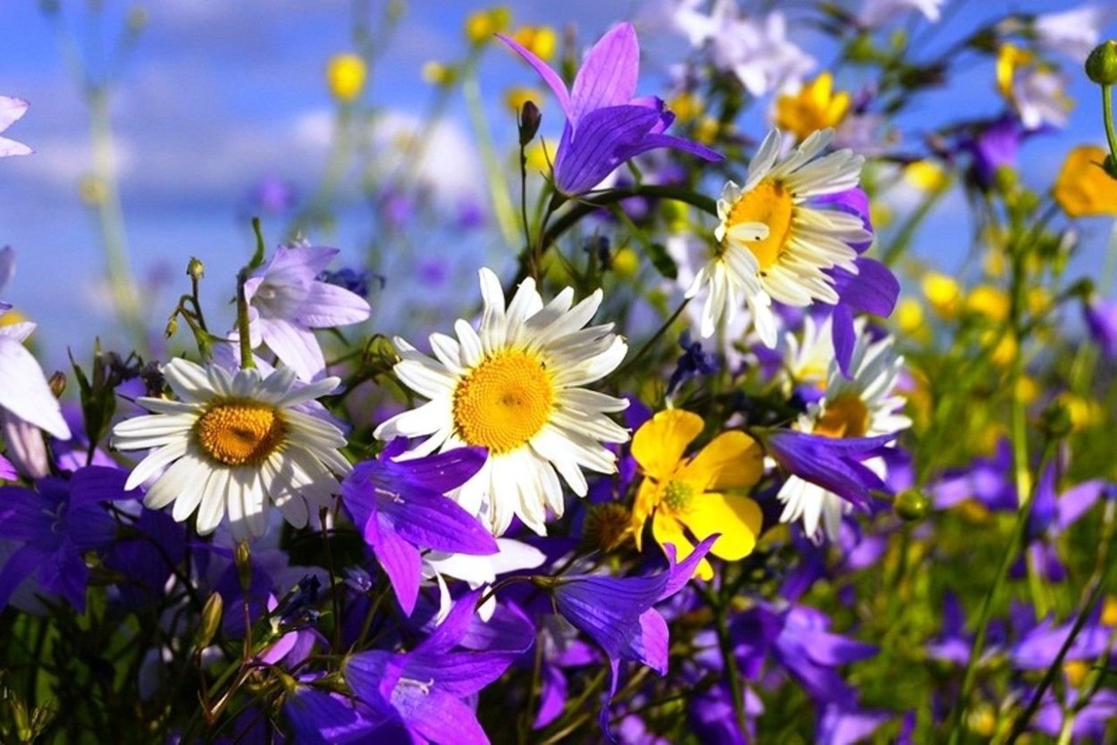 Ромашка кустовая танацетум матрикария