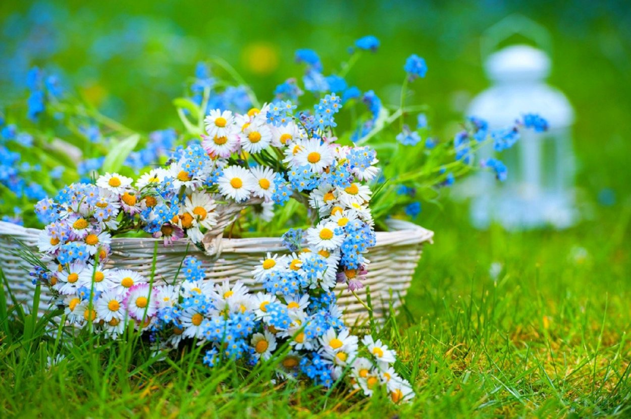 Мак Ромашка Василек