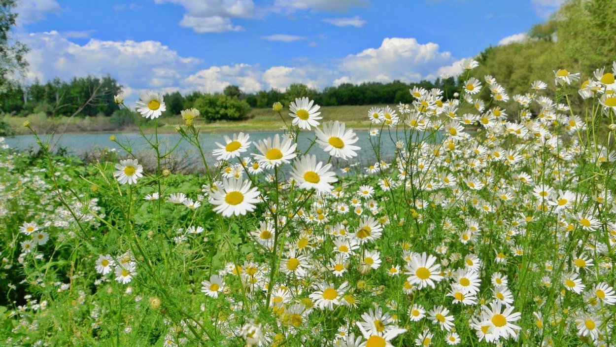 Ромашки и незабудки