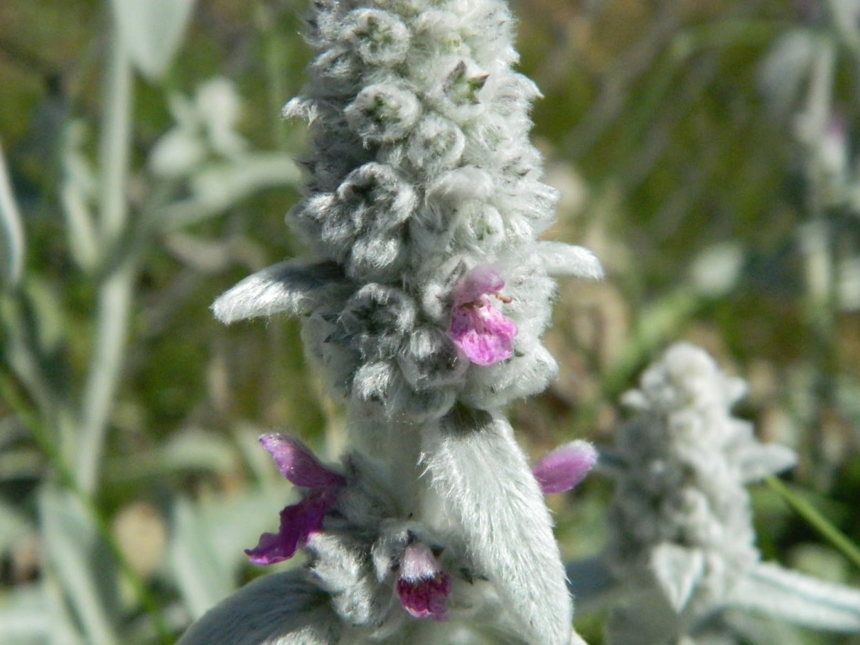 Заячьи ушки для печати