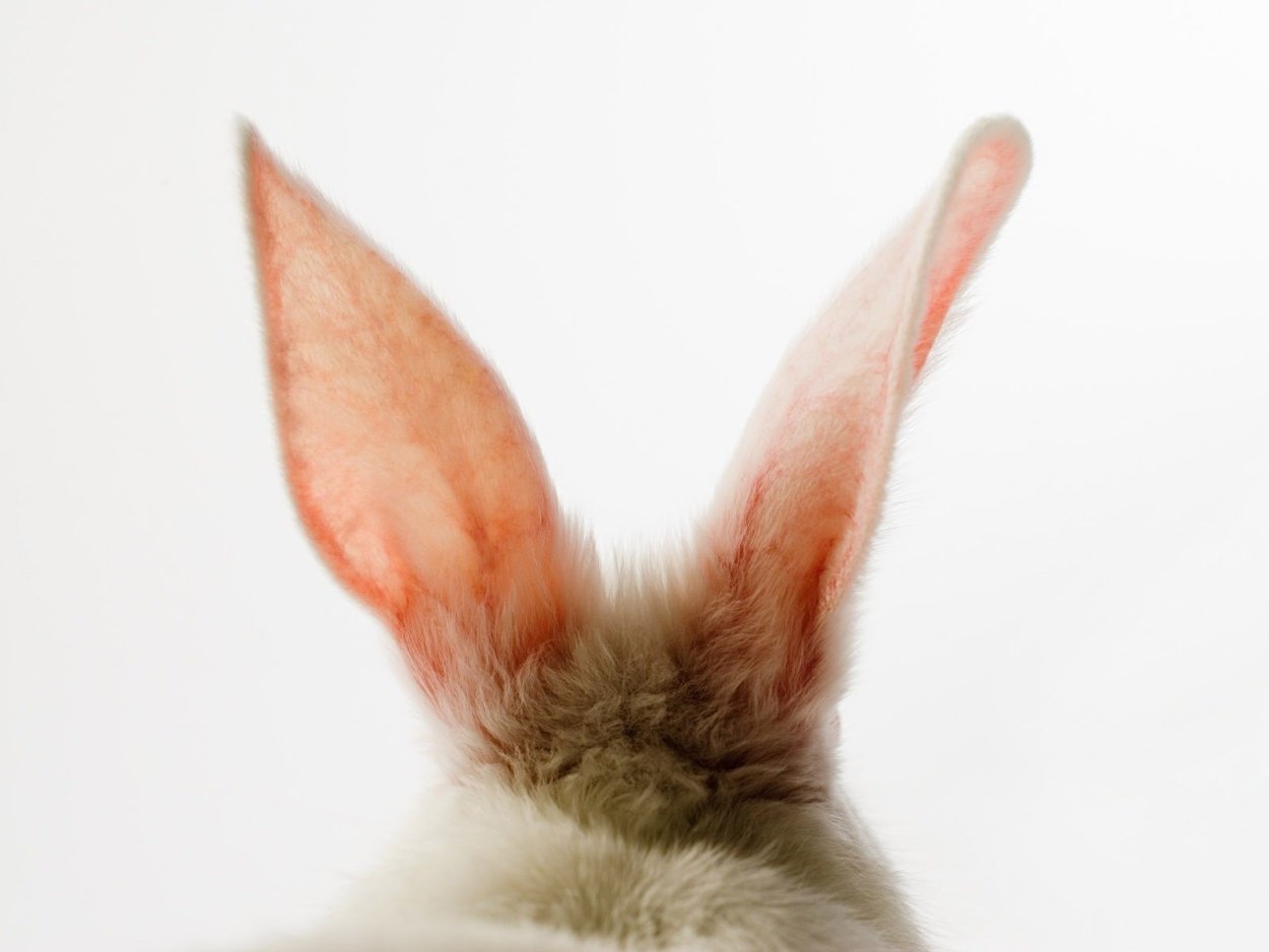 Монилария заячьи ушки