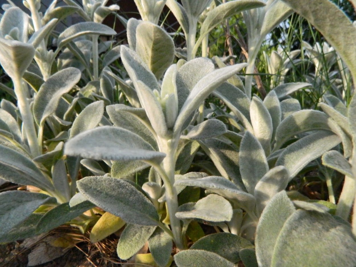 Чистец(стахис) шерстистый Сильвер карпет