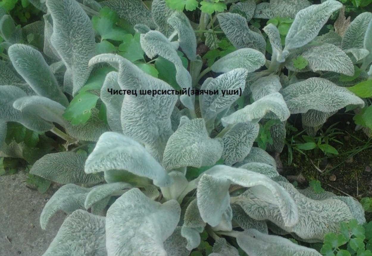 Шалфей заячьи уши