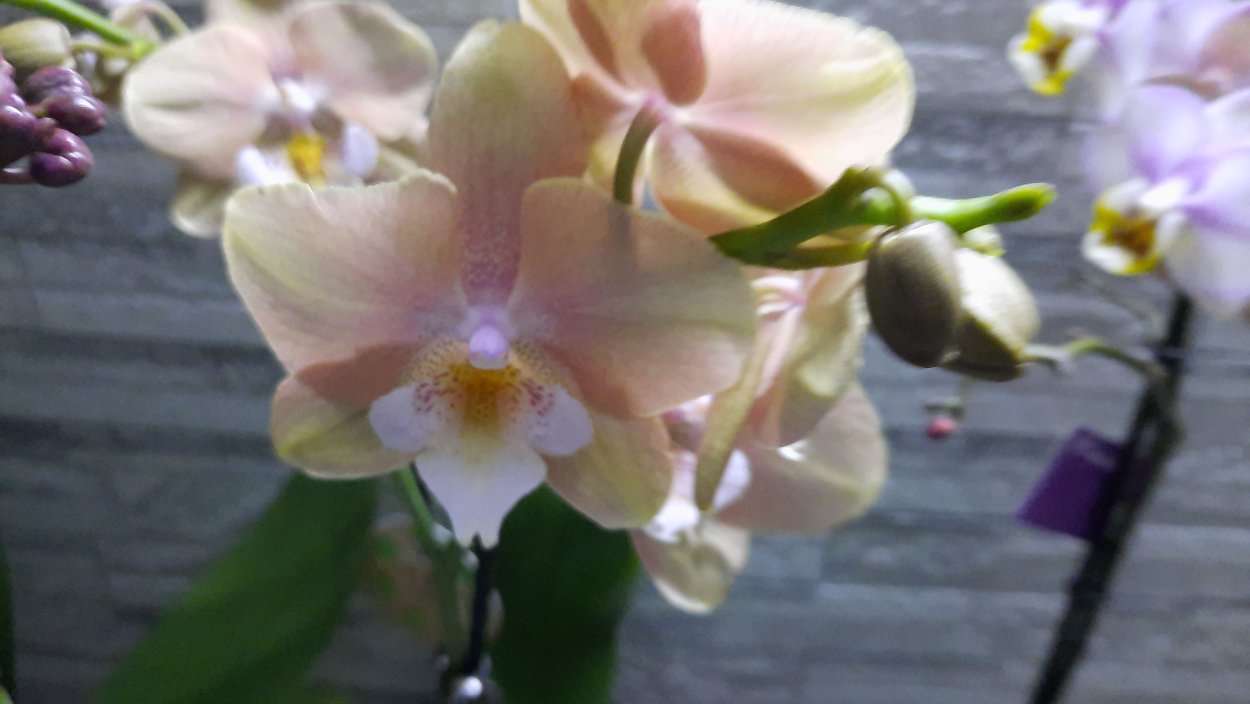 Princess Sakura фаленопсис