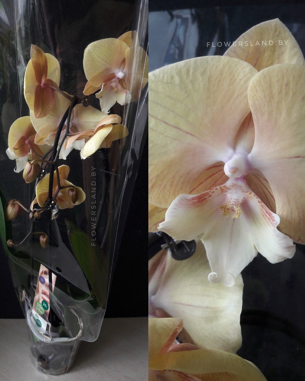 Орхидея Phalaenopsis Chengdu
