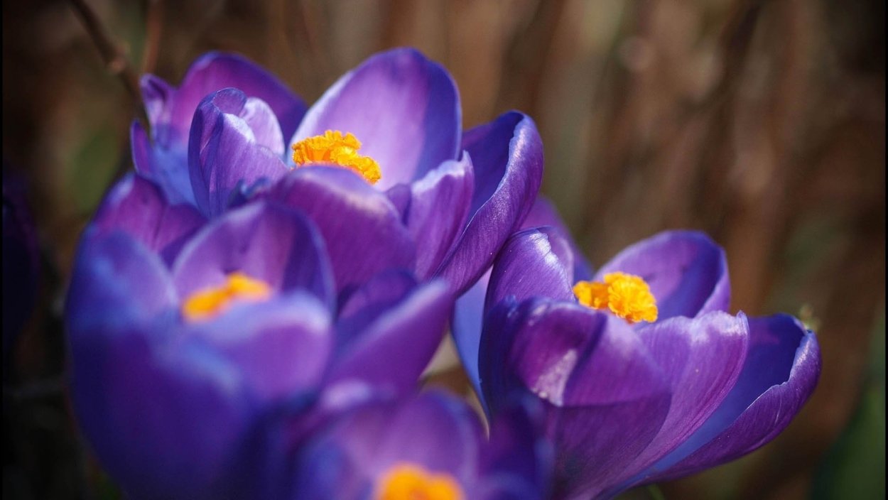 Голубые цветы