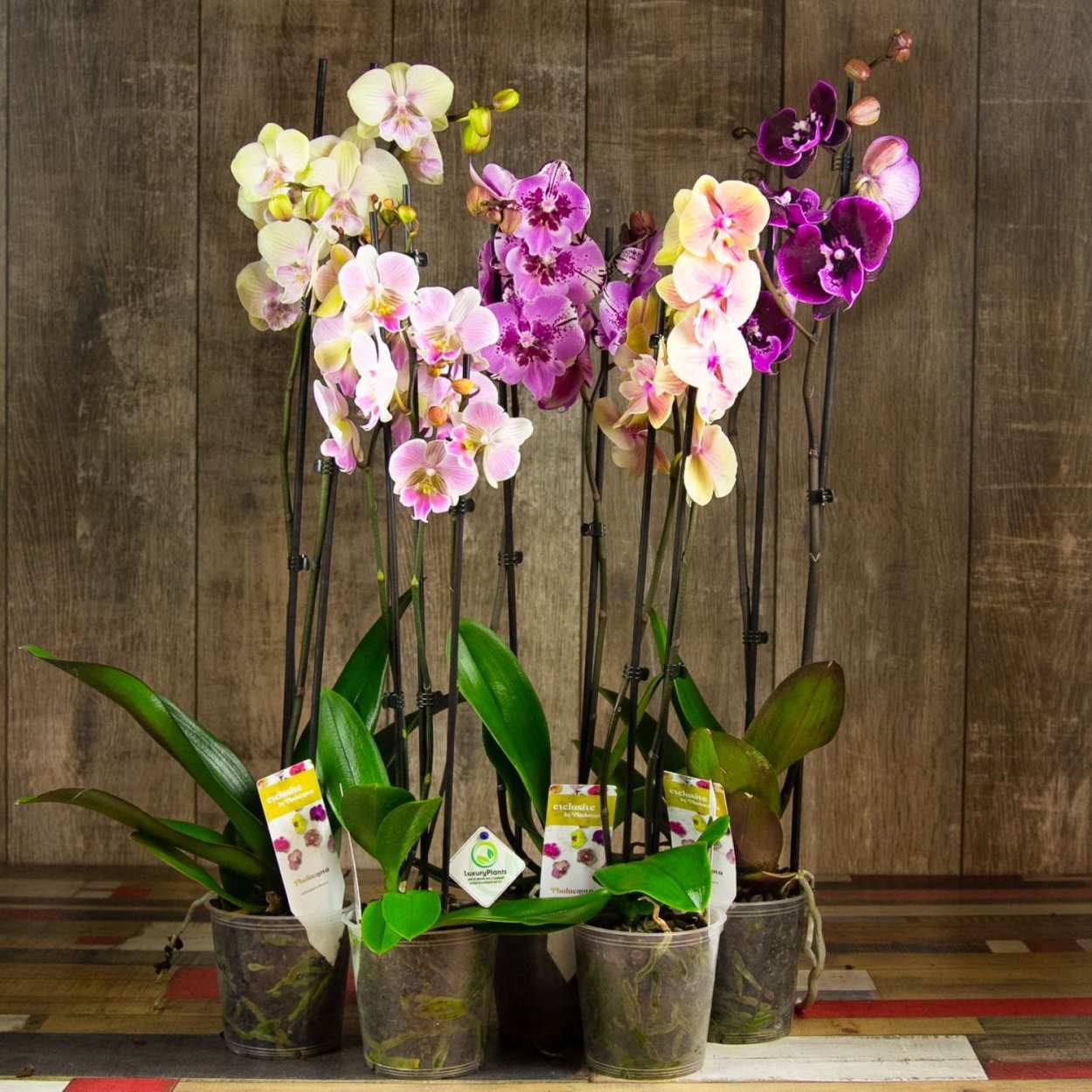 Фаленопсис Voodoo