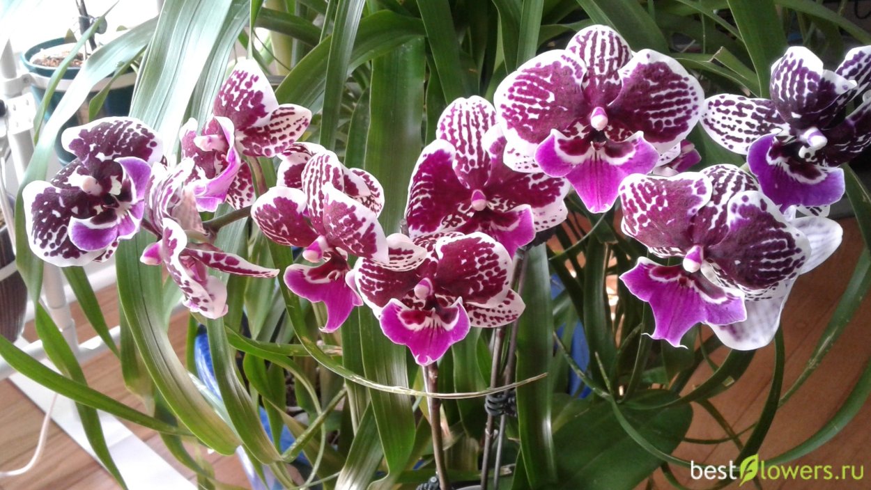 Фаленопсис бенни