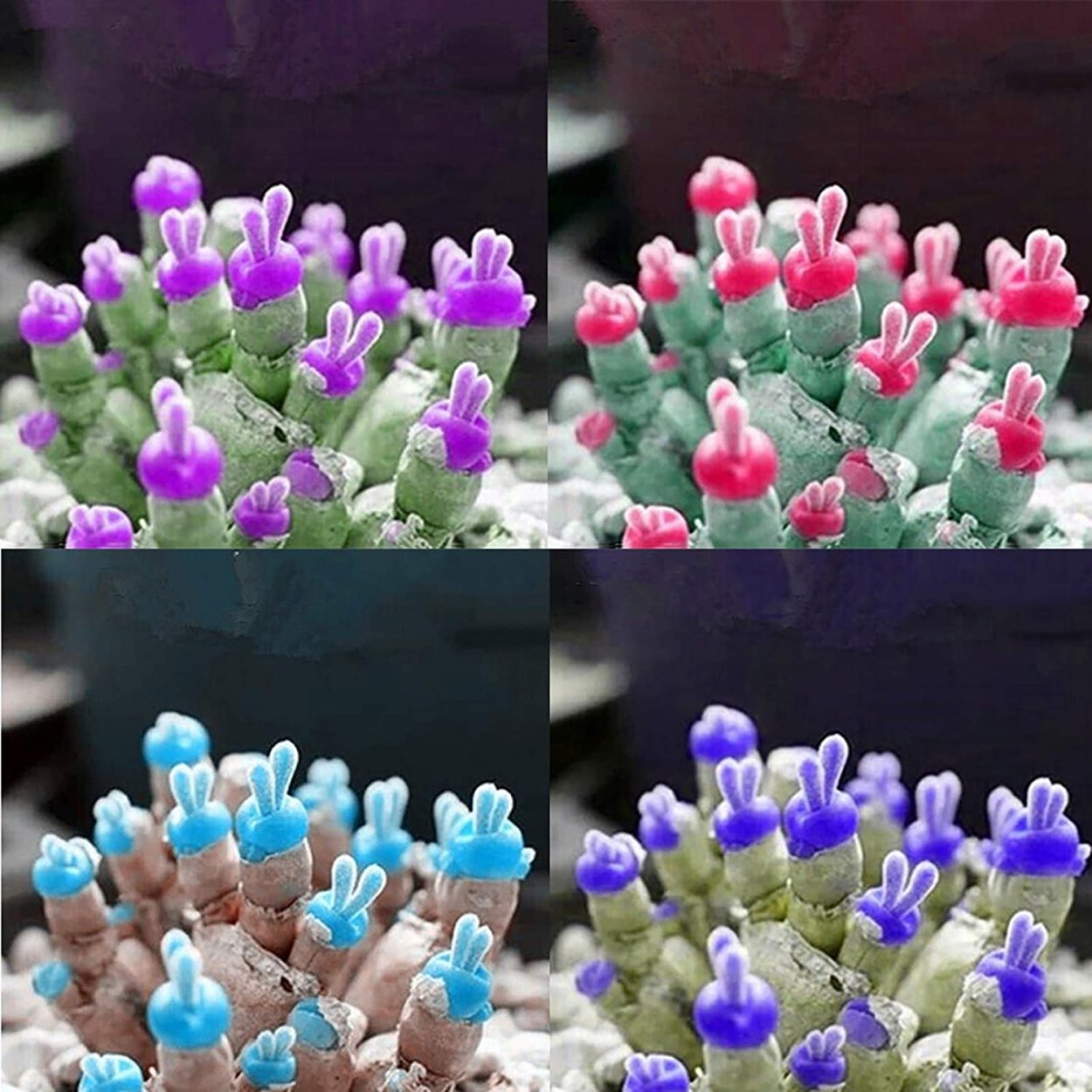 Стахис шерстистый чистец Византийский