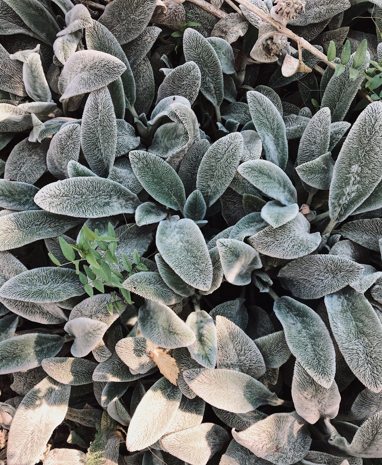 Чистец германский