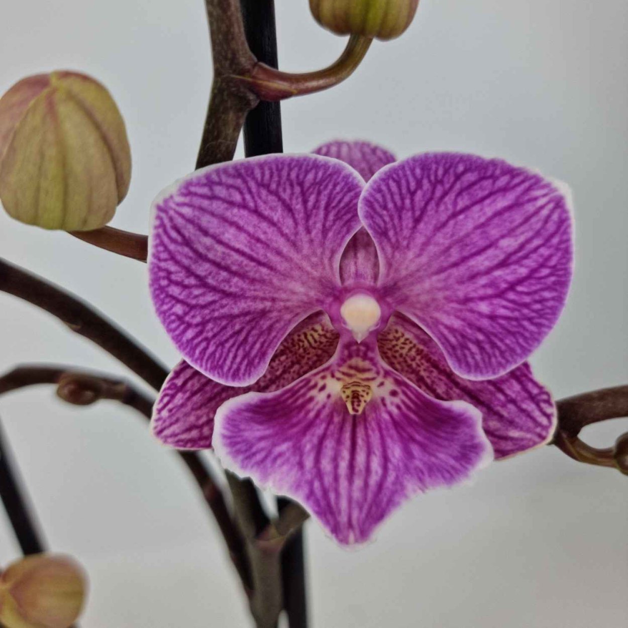 Орхидея Phalaenopsis Bee Sting