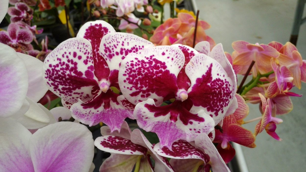 Фаленопсис Longwood