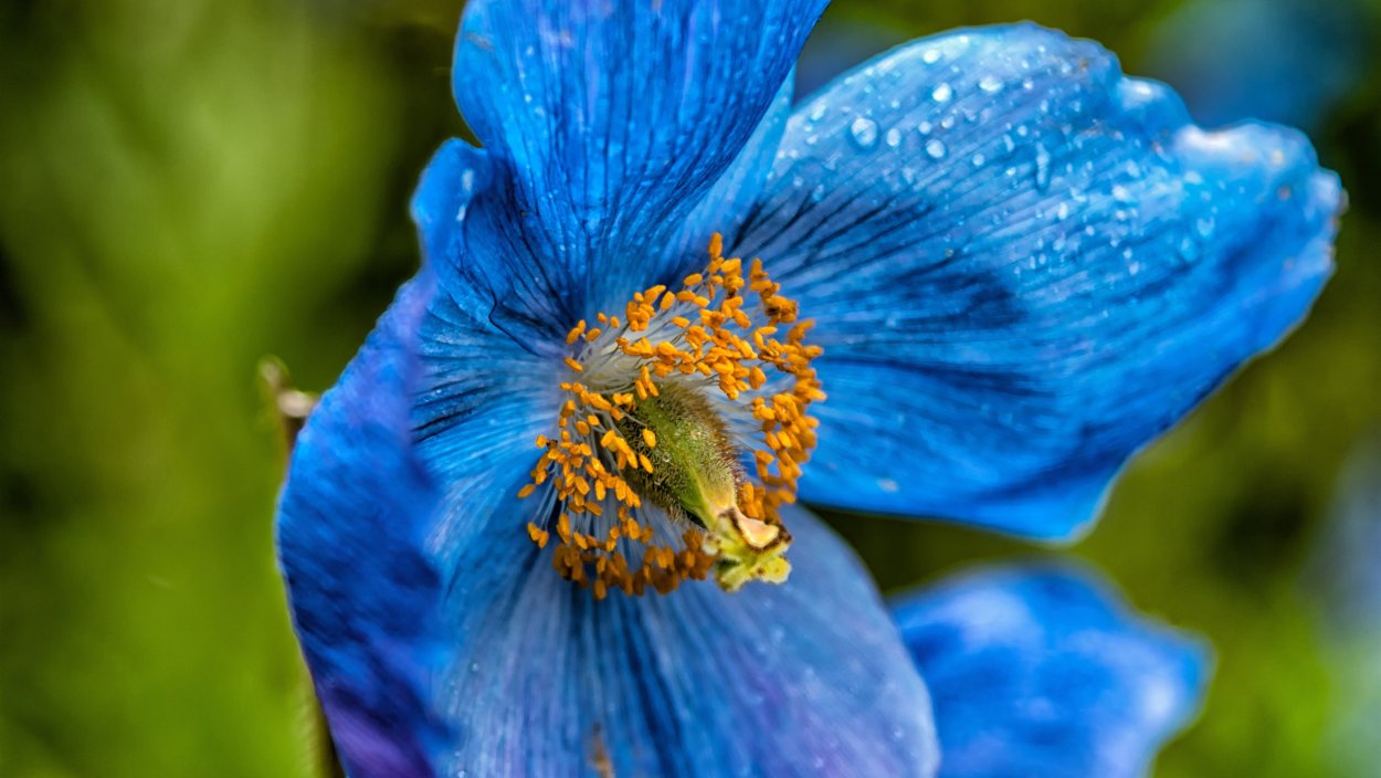 Примула / первоцвет (Primula)