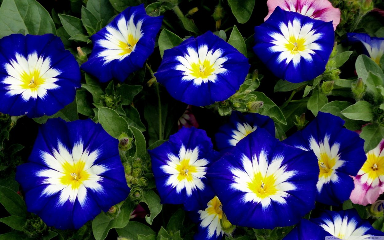 Красивые синие цветы