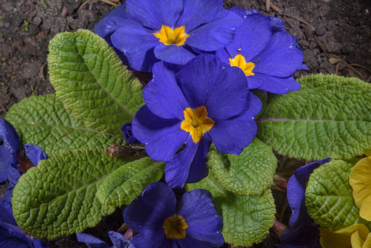 Цветочек Незабудка 1 цвет