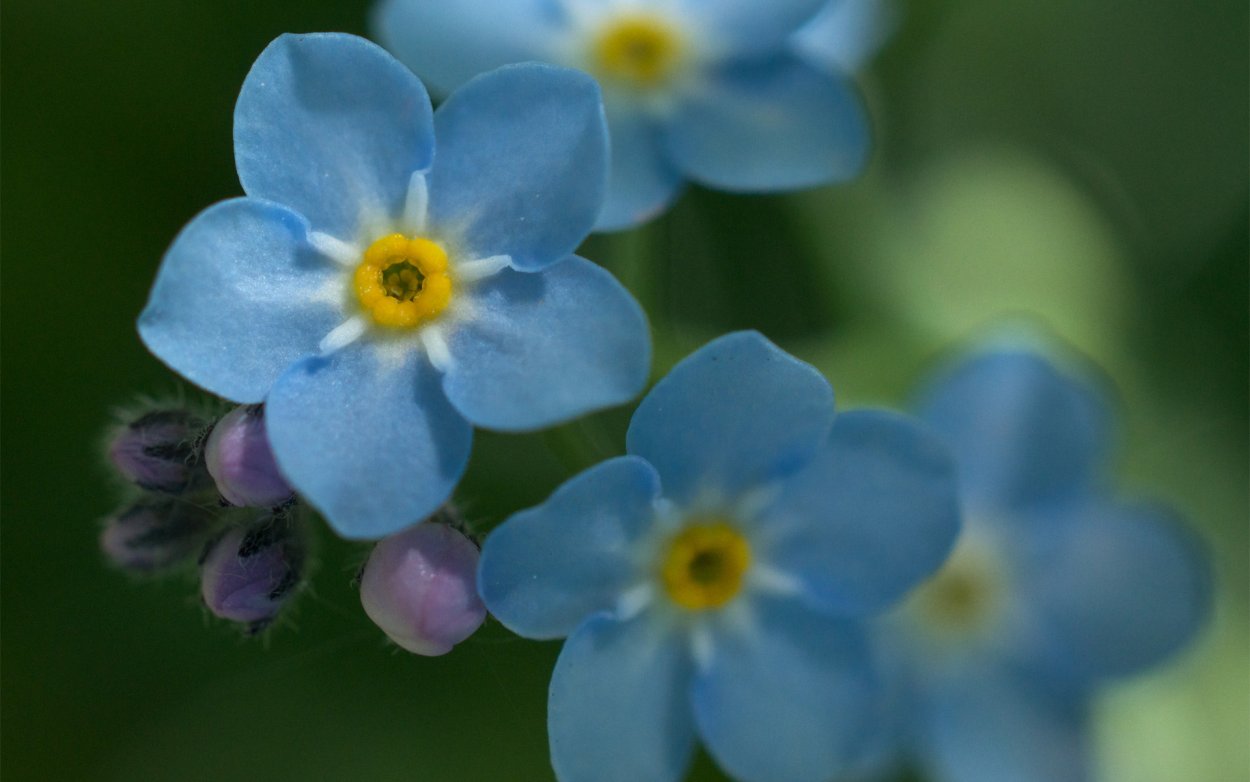 Фиалка примула