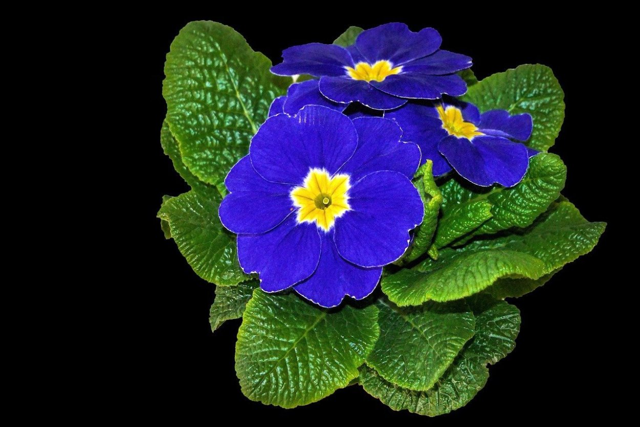 Голубой Гавайи Плюмерия