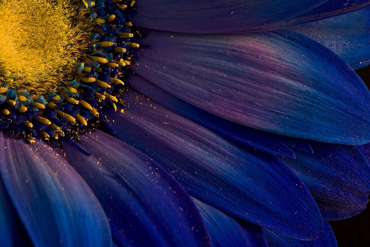 Гималайский голубой Мак