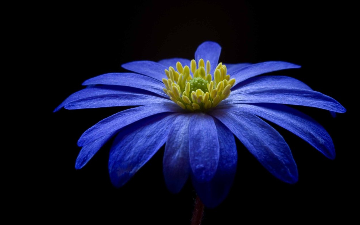 Голубые полевые цветы из пяти лепестков