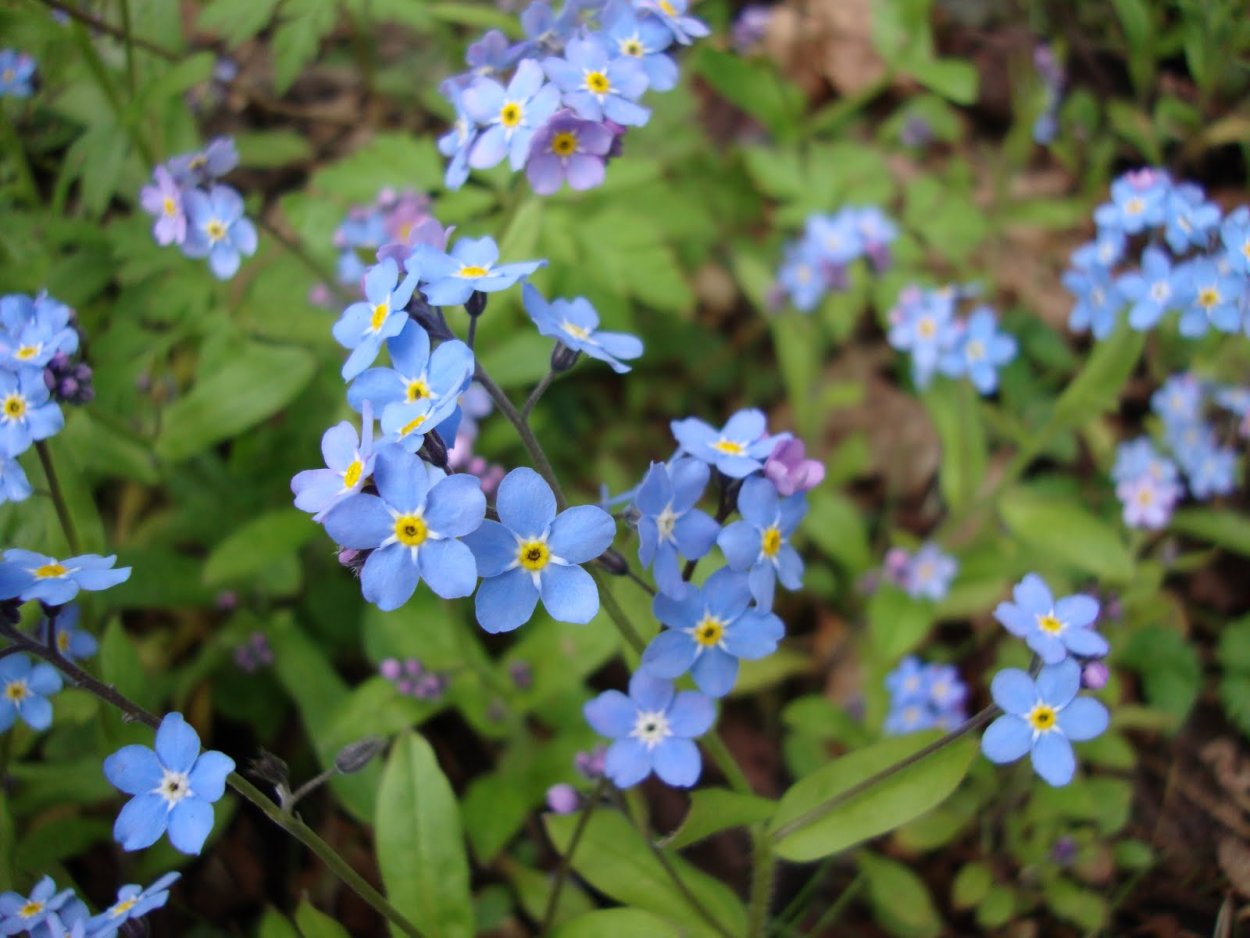 Анютины глазки цветы голубые