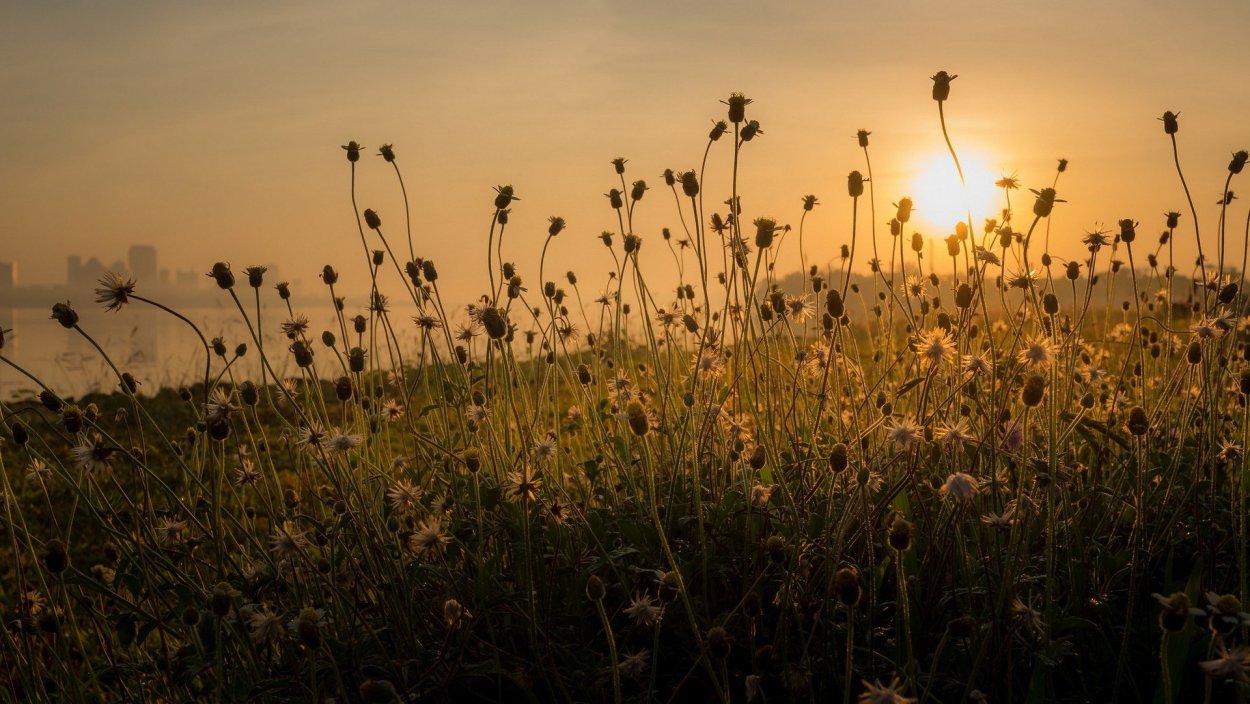 Полевыецвета на ззакате