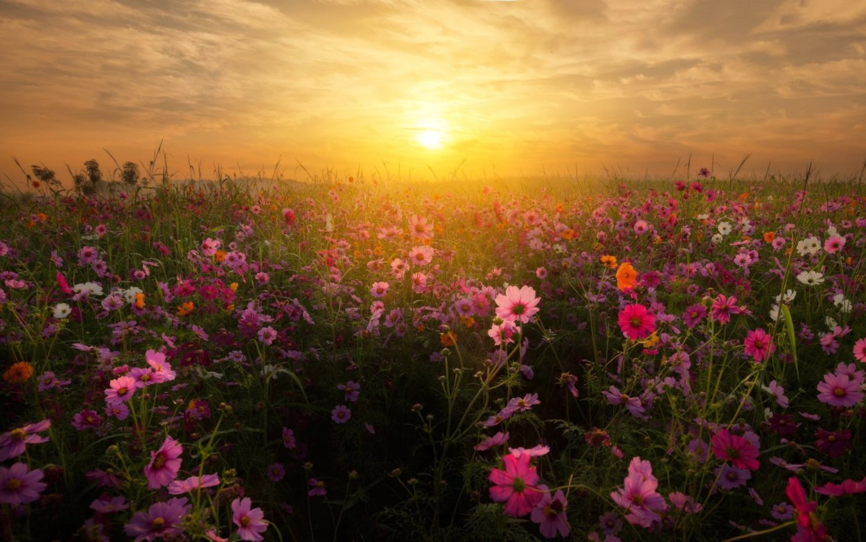 Рассвет над цветущим лугом