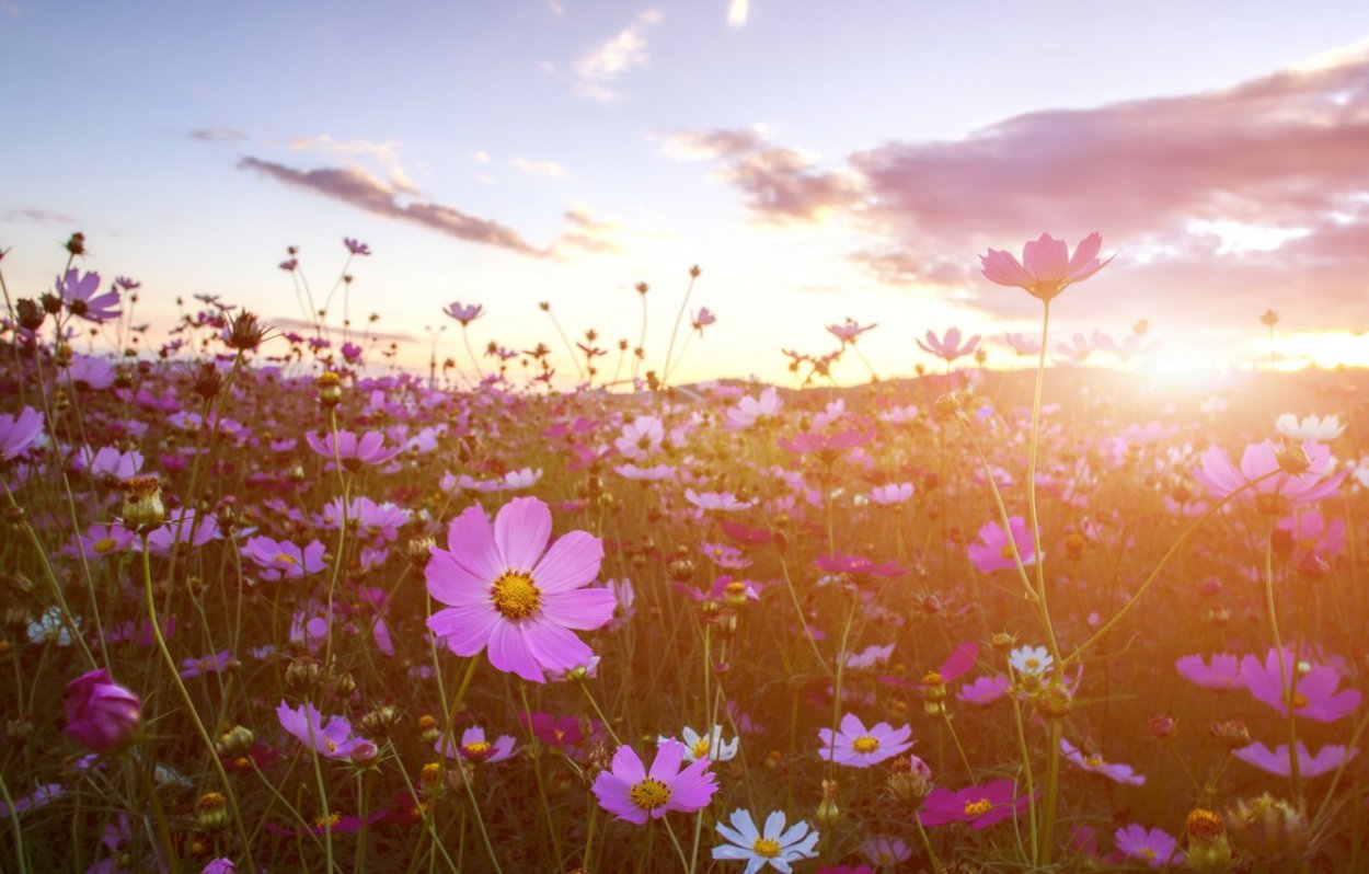 Пейзаж рассвет
