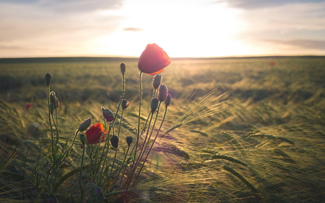 Полевые цветы и солнце