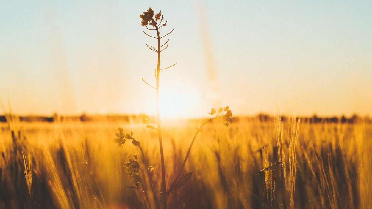 Полевые цветы на фоне заката