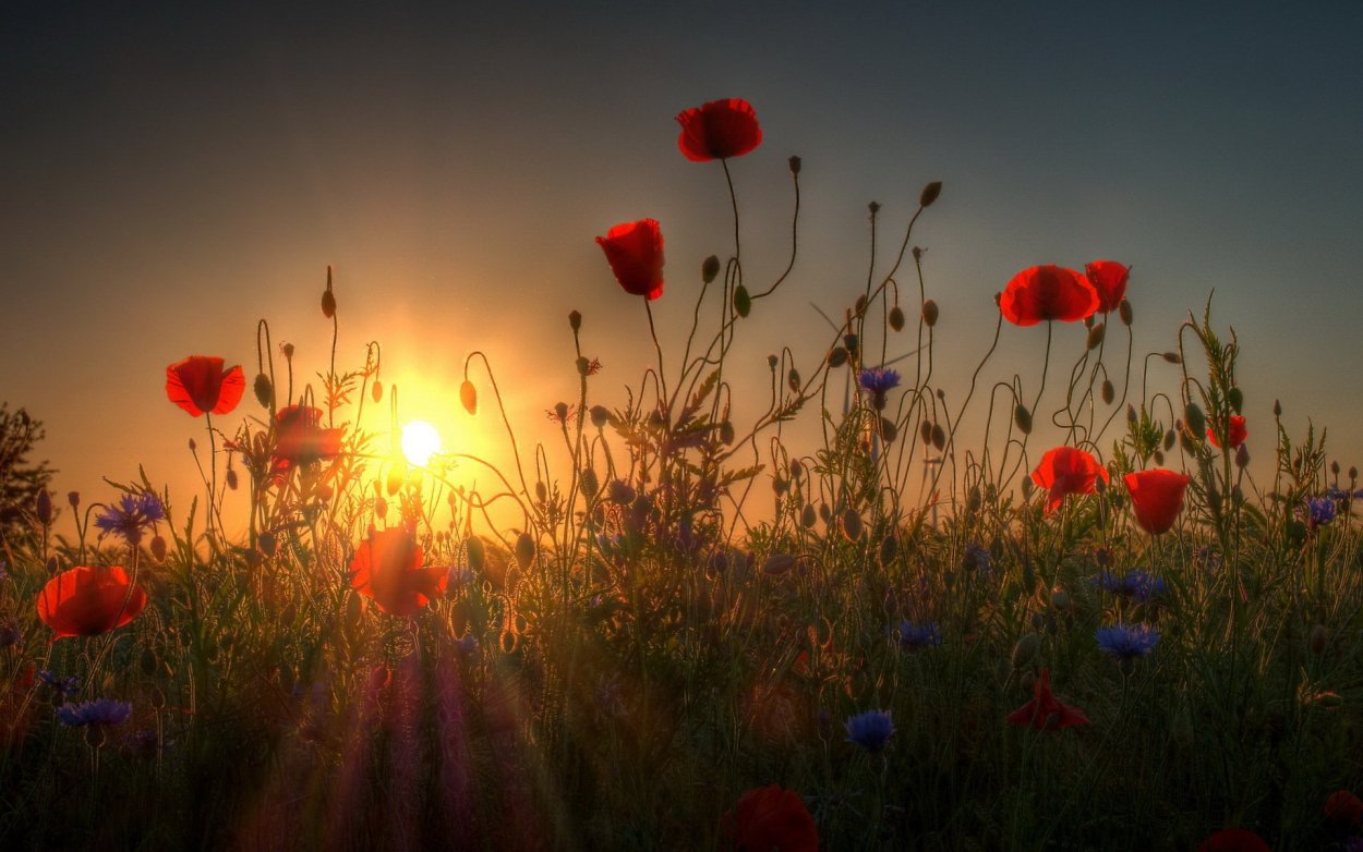 Полевые цветы