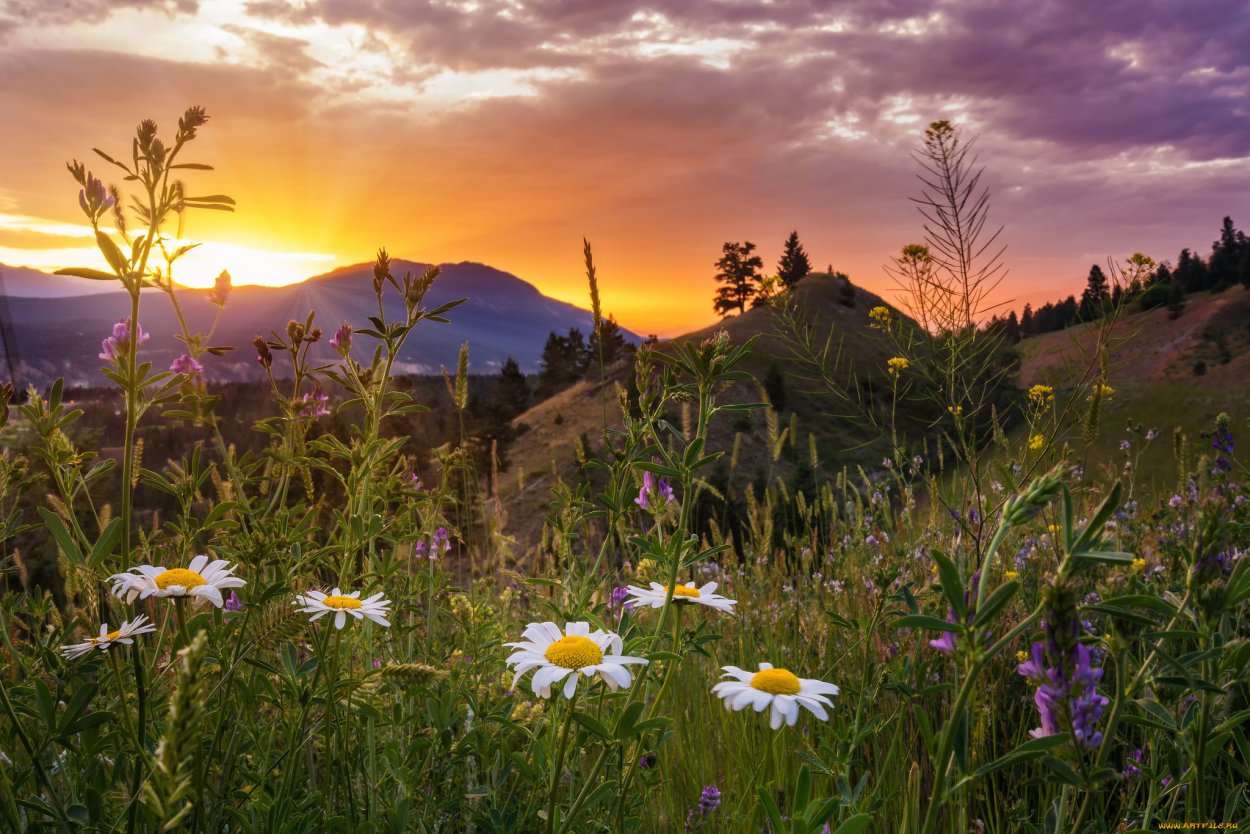 Полевые цветы на рассвете