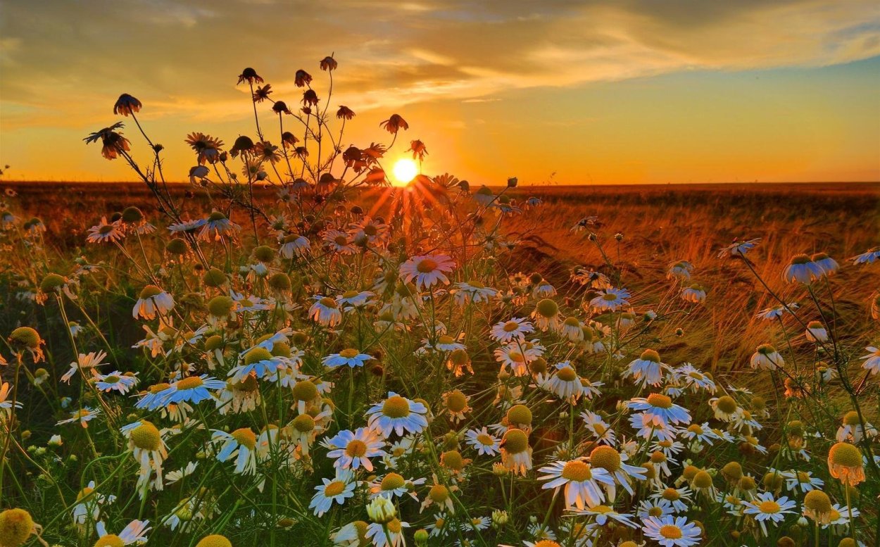 Поле цветов на рассвете