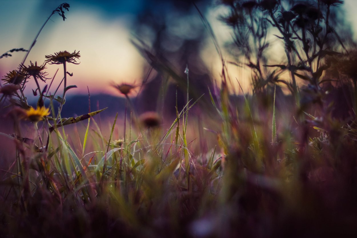 Полевые травы на закате