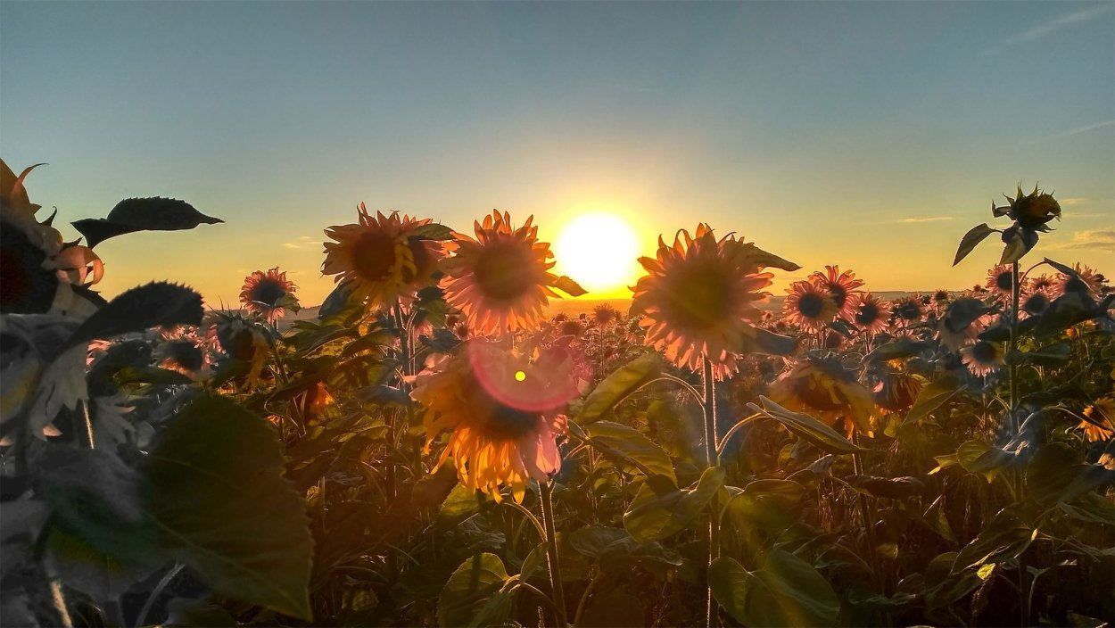 Рассвет летом